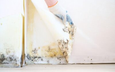 How to Identify Mold After Water Damage
